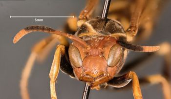 Media type: image;   Entomology 30829 Aspect: head frontal view